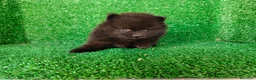 Pomerania perros en venta: pomerania - Anuncio 3
