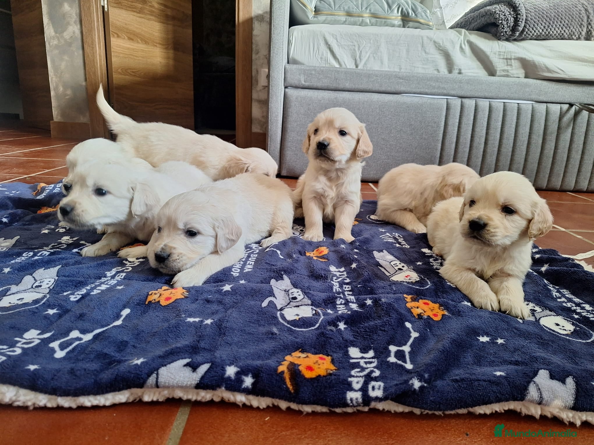 Golden Retriever perros Cachorros de golden retriever - Anuncio 3