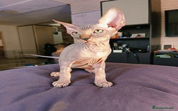 Sphynx gatos en venta: Sphynx Macho Blanco - Imagen 4