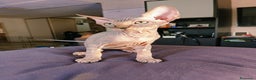 Sphynx gatos en venta: Sphynx Macho Blanco - Anuncio 4