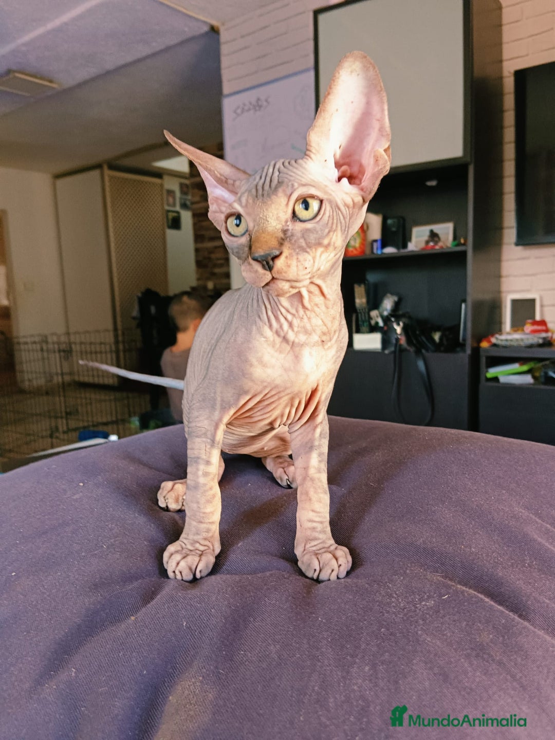 Sphynx gatos en venta: Sphynx Macho Blanco - Imagen 4