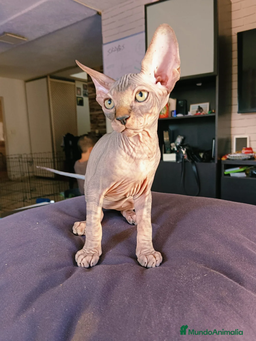 Sphynx gatos en venta: Sphynx Macho Blanco - Anuncio 4