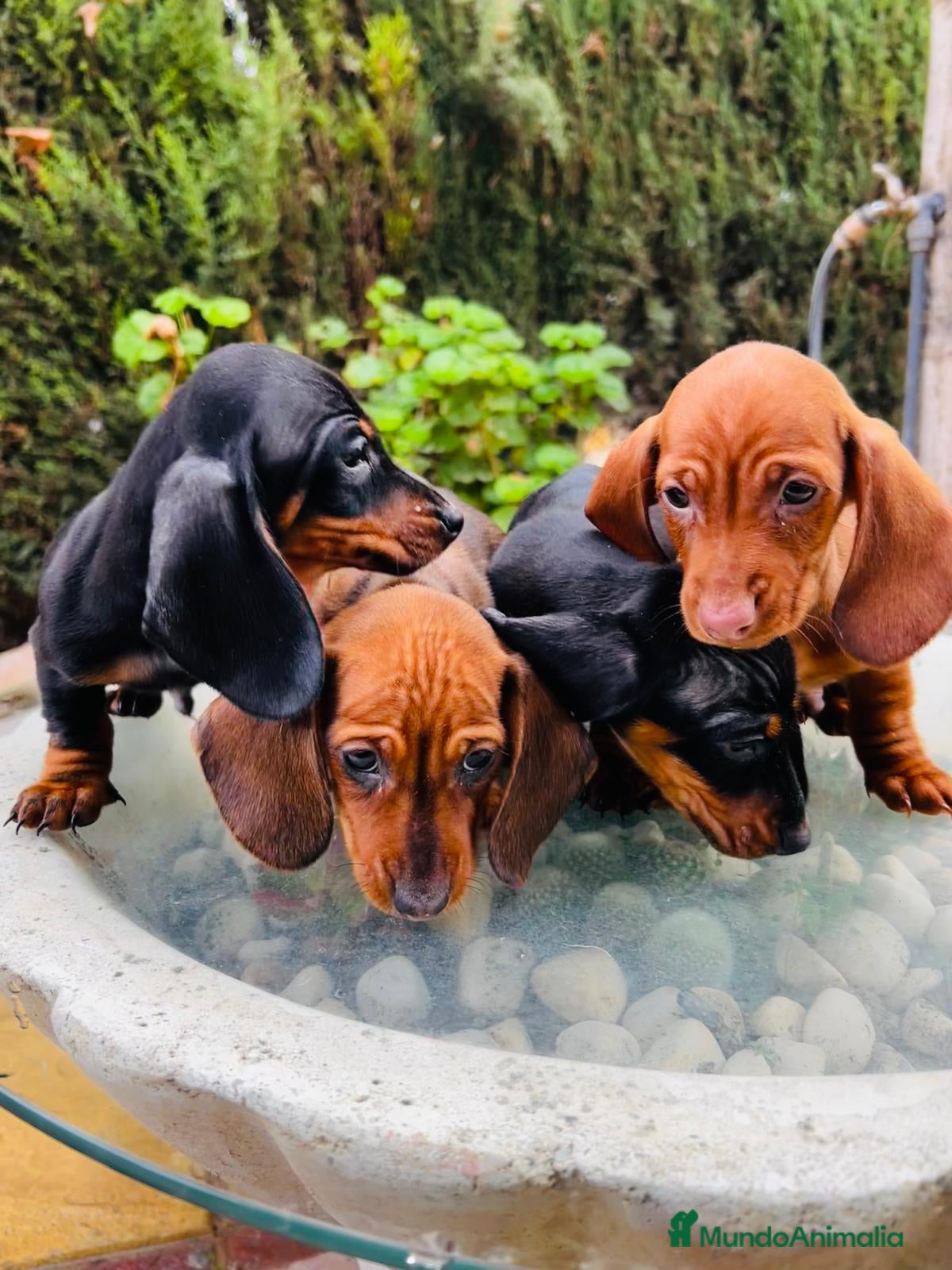 Teckel Miniatura perros Teckel mini Kaninchen Campeón del Mundo - Anuncio 27