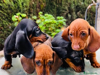 Teckel Miniatura perros Teckel mini Kaninchen Campeón del Mundo - Anuncio 6