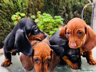 Teckel Miniatura perros Teckel mini Kaninchen Campeón del Mundo - Anuncio 7
