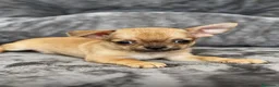 Chihuahua perros en venta: Chihuahua - Anuncio 3