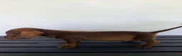 Teckel Miniatura perros en venta: TECKEL MINIATURA CHOCOLATE  - Anuncio 5