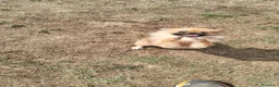 Pomerania perros en venta: Pomerañia toy - Anuncio 2