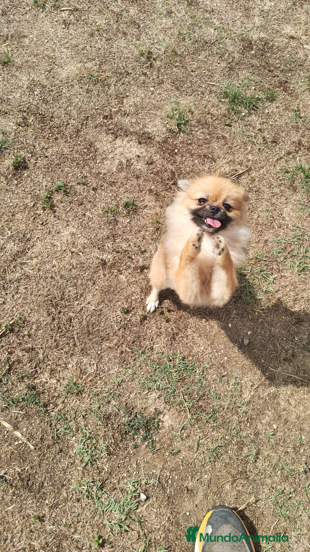 Pomerania perros en venta: Pomerañia toy - Anuncio 2