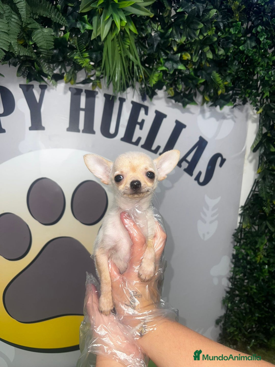 Chihuahua perros en venta: CHIHUAHUA TOY  - Imagen 3