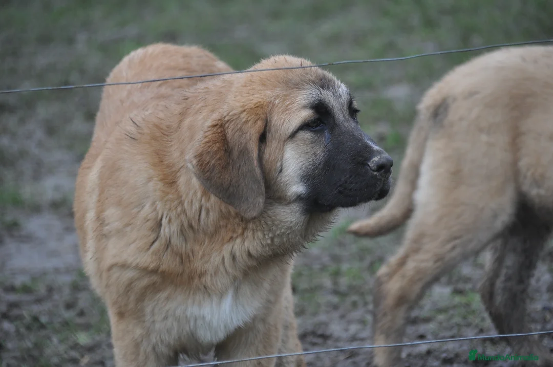 Mastín Español perros en venta: Cachorra de Mastin Español Ganadero - Anuncio 10
