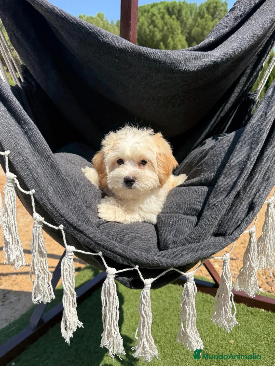 Maltipoo perros en venta: Maltipoo machos fotos actuales !!! - Anuncio 11