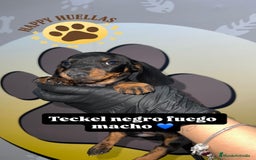 Teckel Miniatura perros en venta: 🌟 Cachorro Teckel Mini Negro y Fuego  - Imagen 2