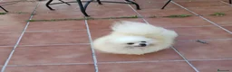 Pomerania perros en venta: Hembra adulta para compañía  - Anuncio 4