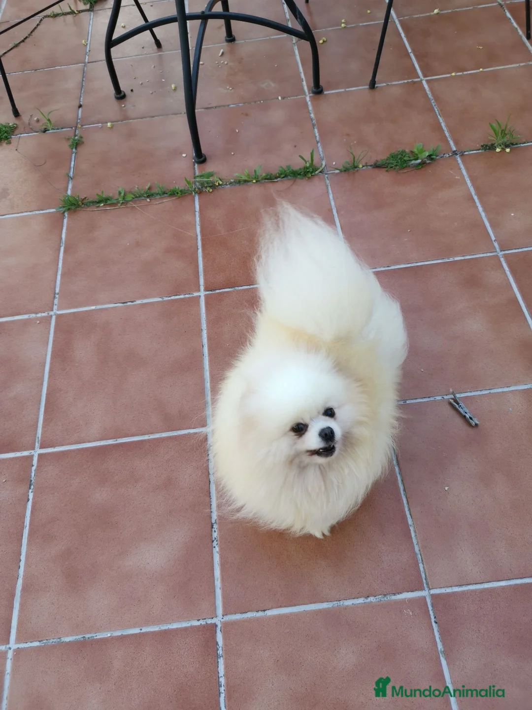 Pomerania perros en venta: Hembra adulta para compañía  - Anuncio 4