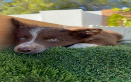 Border Terrier perros en venta: BORDER COLLIE - Anuncio 6