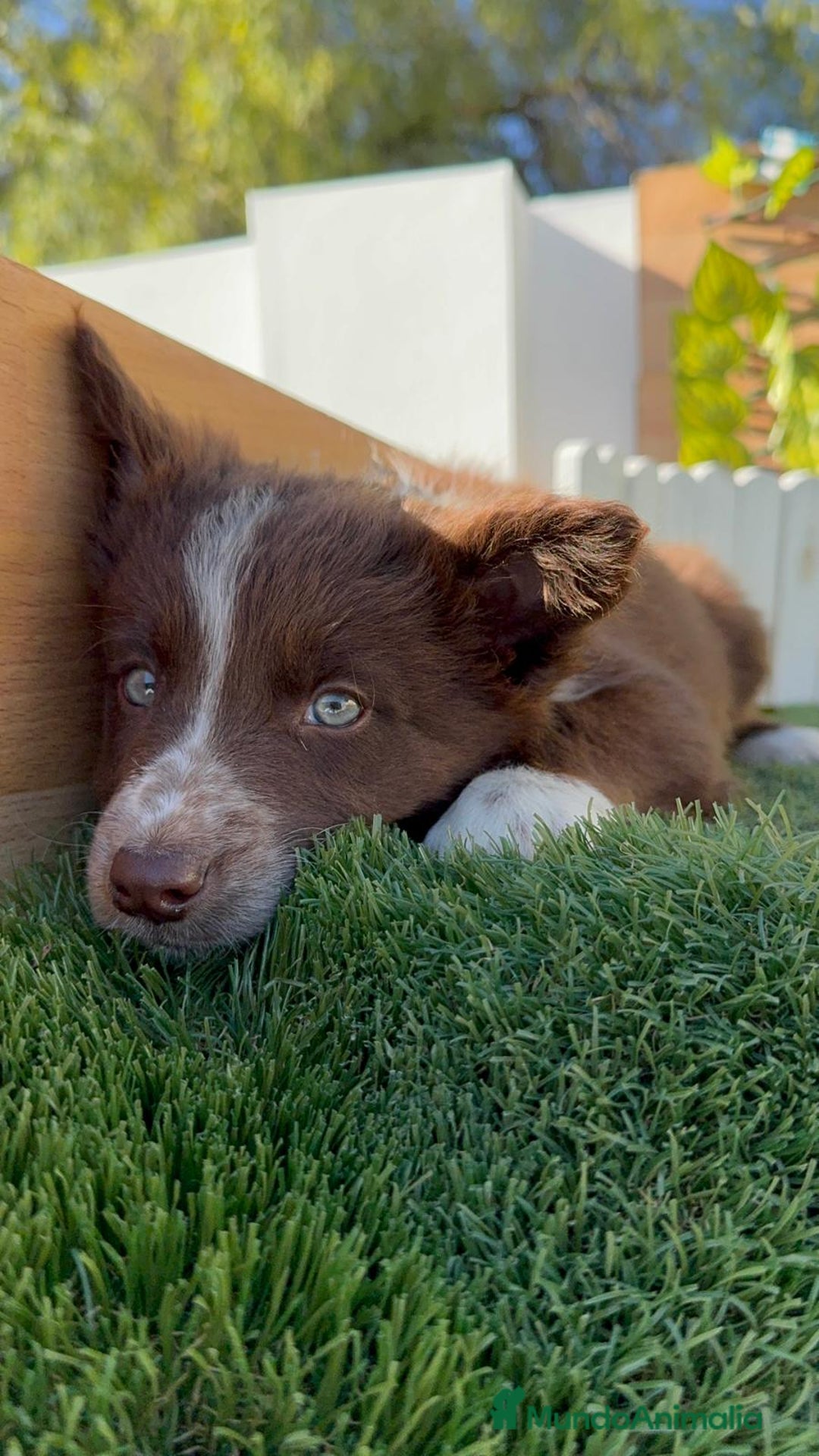 Border Terrier perros en venta: BORDER COLLIE - Anuncio 6