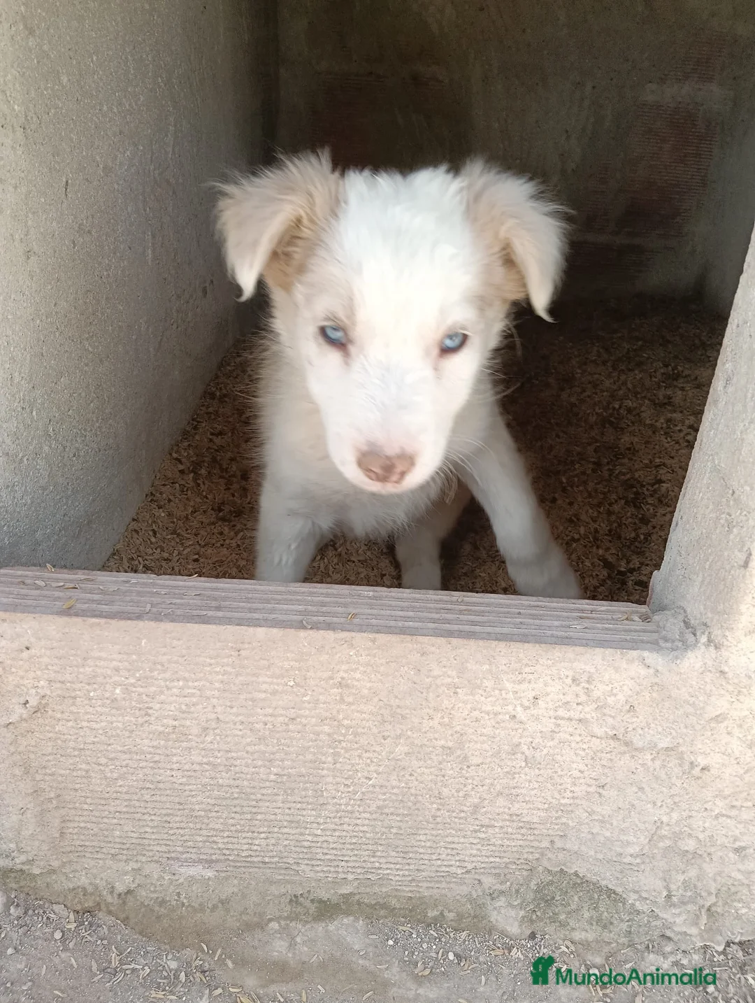Border Collie perros en venta: Cachorros Border Collie  - Anuncio 1