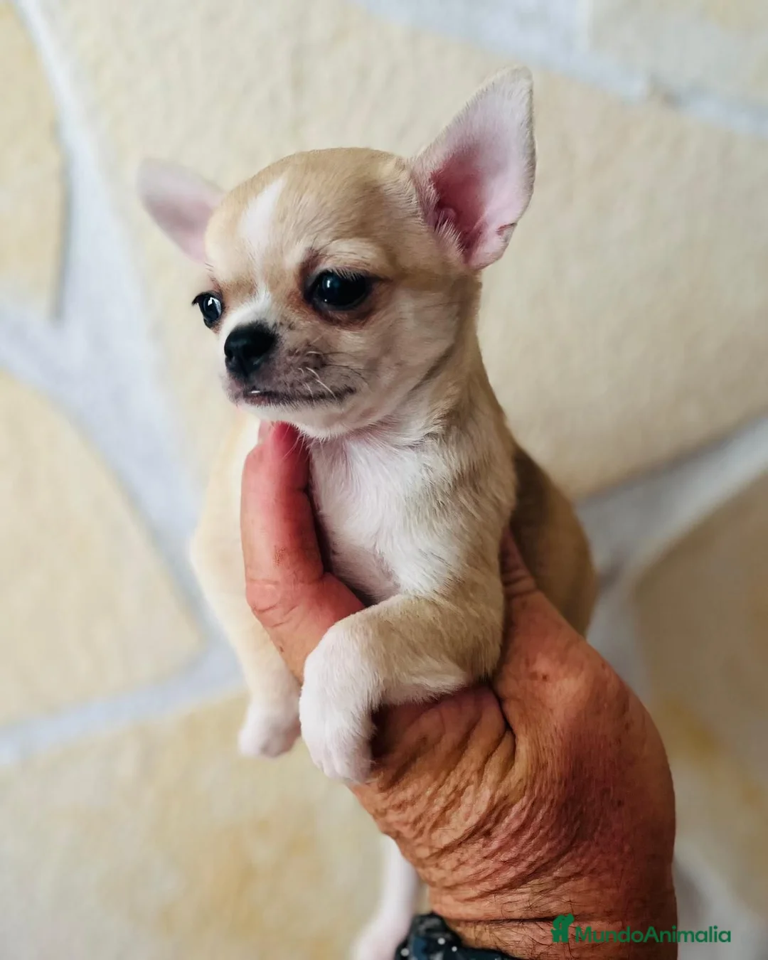 Chihuahua perros en venta: Chihuahua toy cabeza manzana  - Anuncio 5