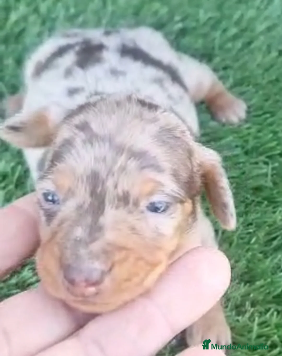 Teckel perros en venta: Teckel Kanichen - Anuncio 2