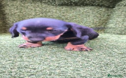 Teckel Miniatura perros en venta: teckel canichen  negro fuego  - Imagen 8