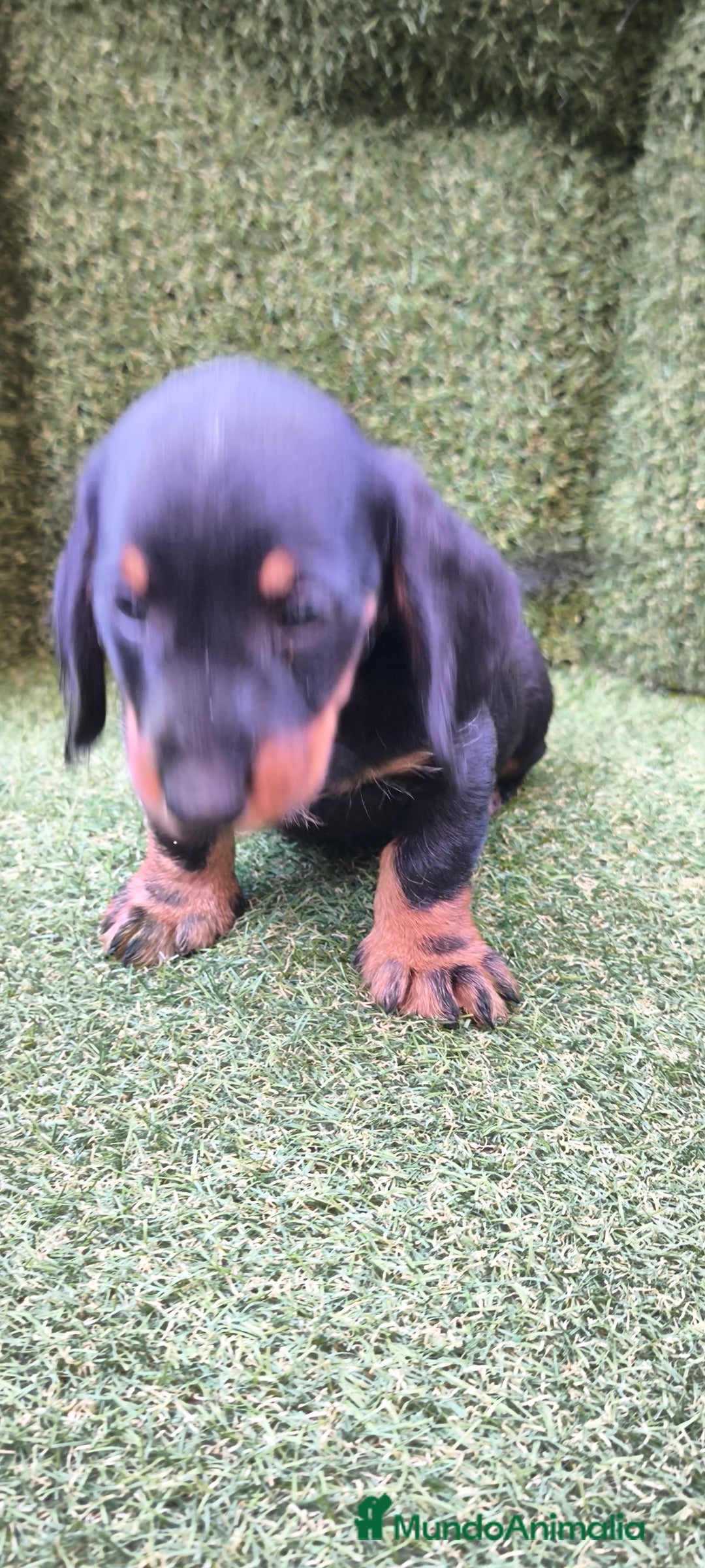 Teckel Miniatura perros en venta: teckel canichen  negro fuego  - Imagen 8