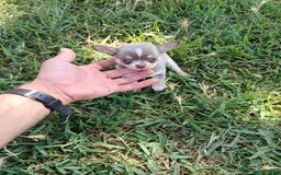 Chihuahua perros en venta: 🐶✨ Cachorros Chihuahua de Línea Exclusiva ✨🐶 - Imagen 3
