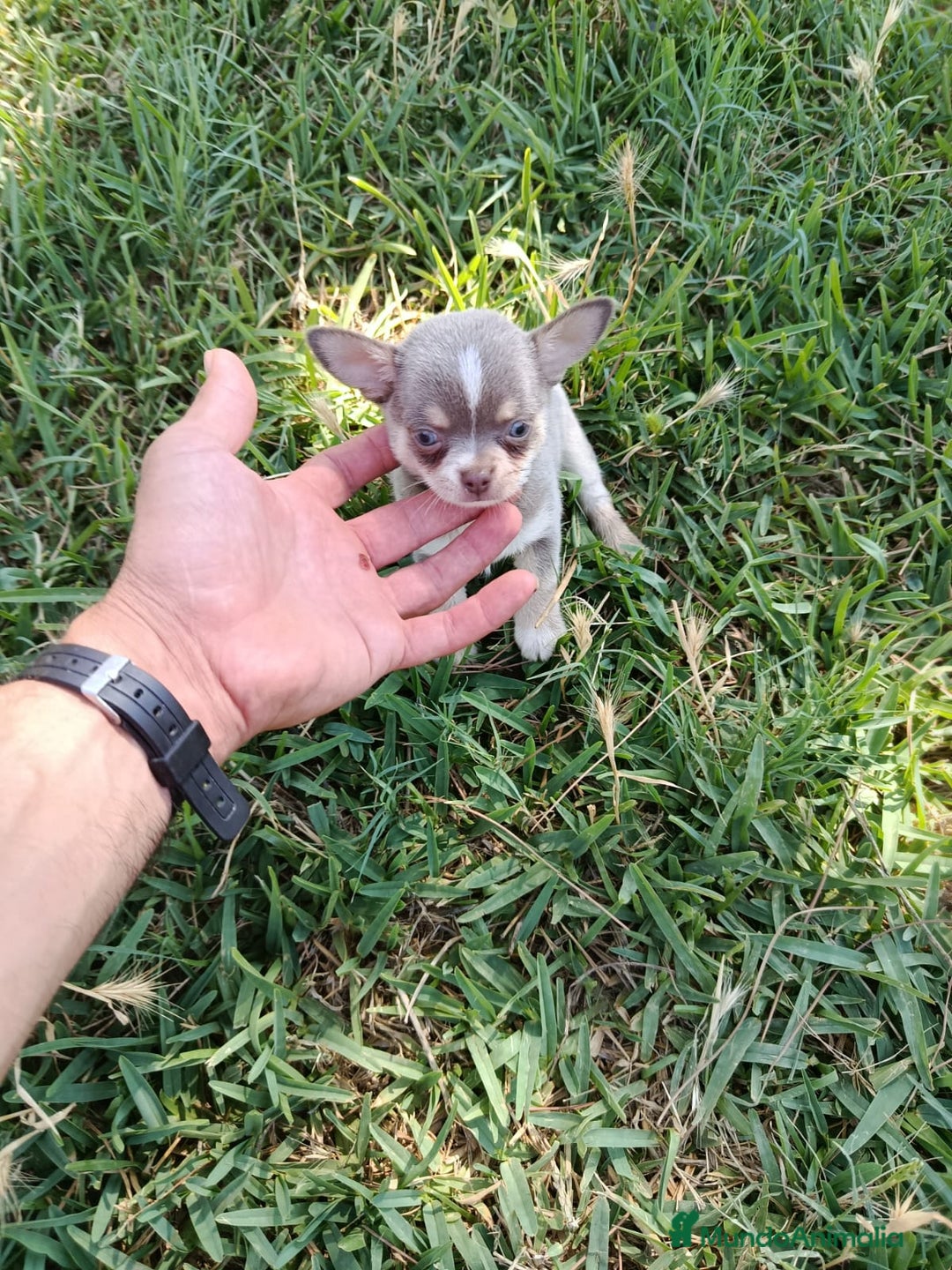 Chihuahua perros en venta: 🐶✨ Cachorros Chihuahua de Línea Exclusiva ✨🐶 - Imagen 3
