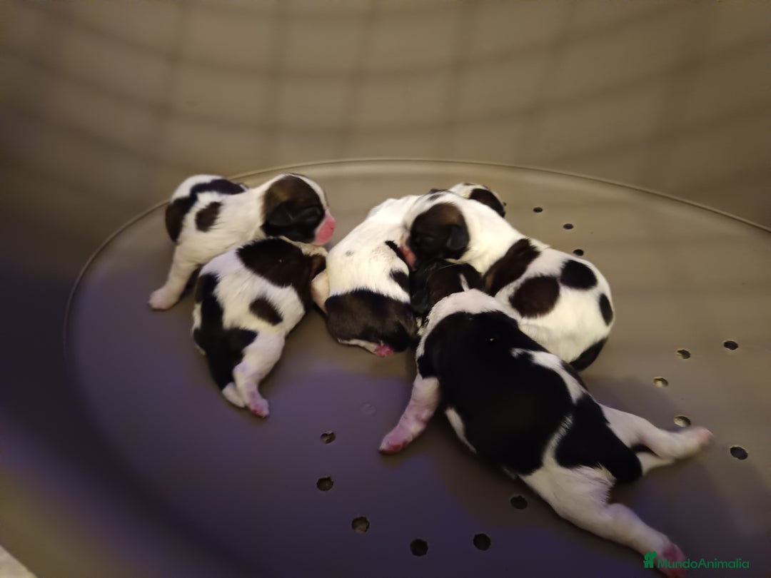 Shih Tzu perros en venta: Shih Tzu de Mumbrafer - Anuncio 2