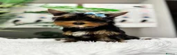Yorkshire Terrier perros en venta: YORKSHIRE TERRIER  - Anuncio 16