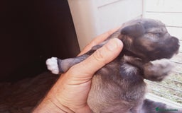 Schnauzer Miniatura perros en venta: Camada de Pepa Schnauzer - Imagen 7