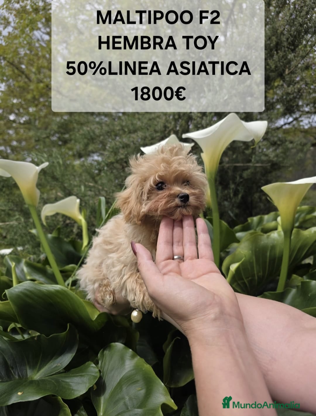 Maltipoo perros en venta: Preciosos cachorros Yorkiepoo  en Lugo - Anuncio 4
