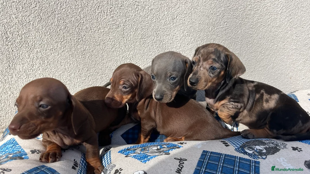 Teckel Miniatura perros en venta: Camada de Teckel mini disponible!  - Anuncio 6