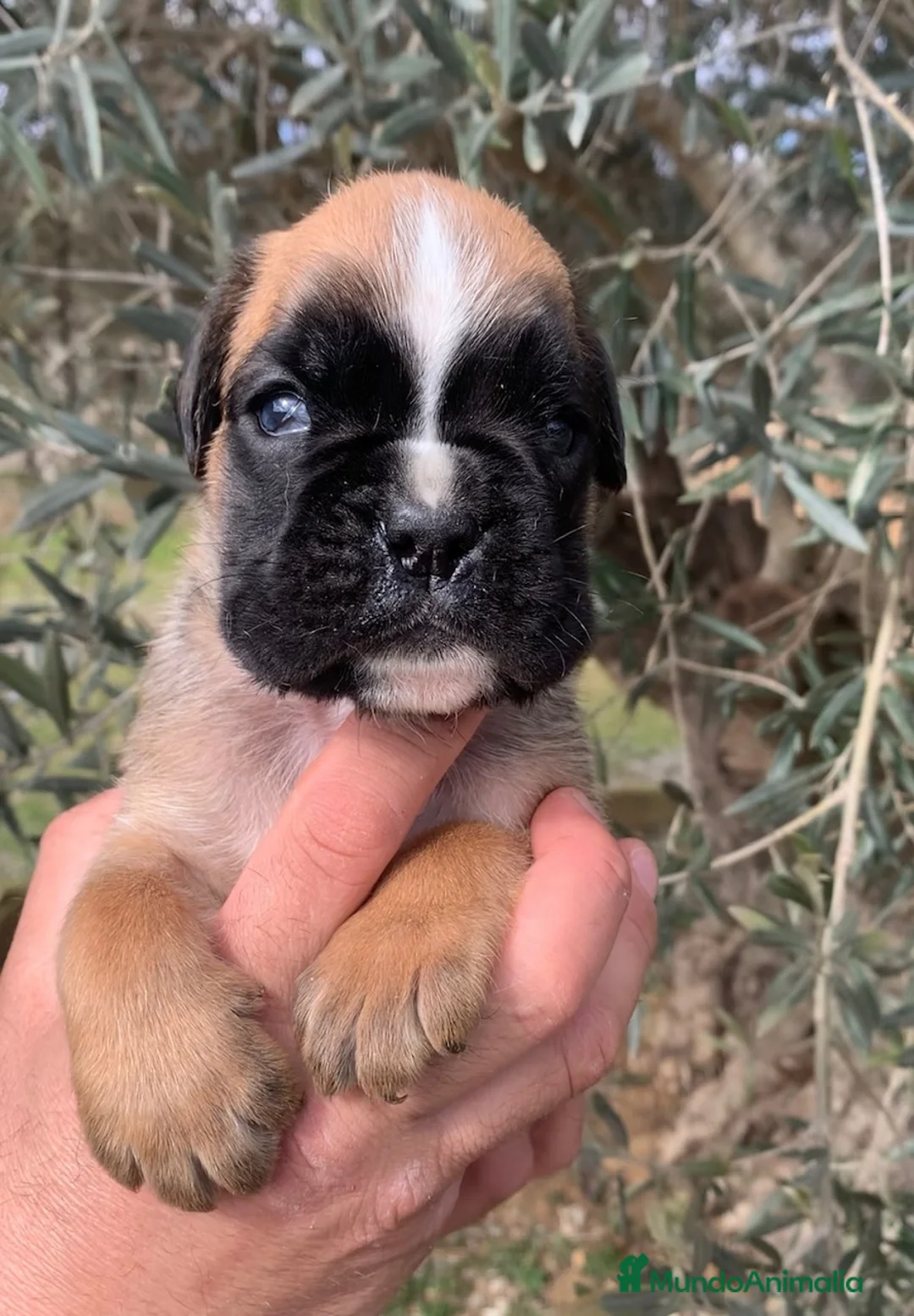 Boxer perros en venta: Magníficos cachorros BOXER, excelente genealogía - Anuncio 11