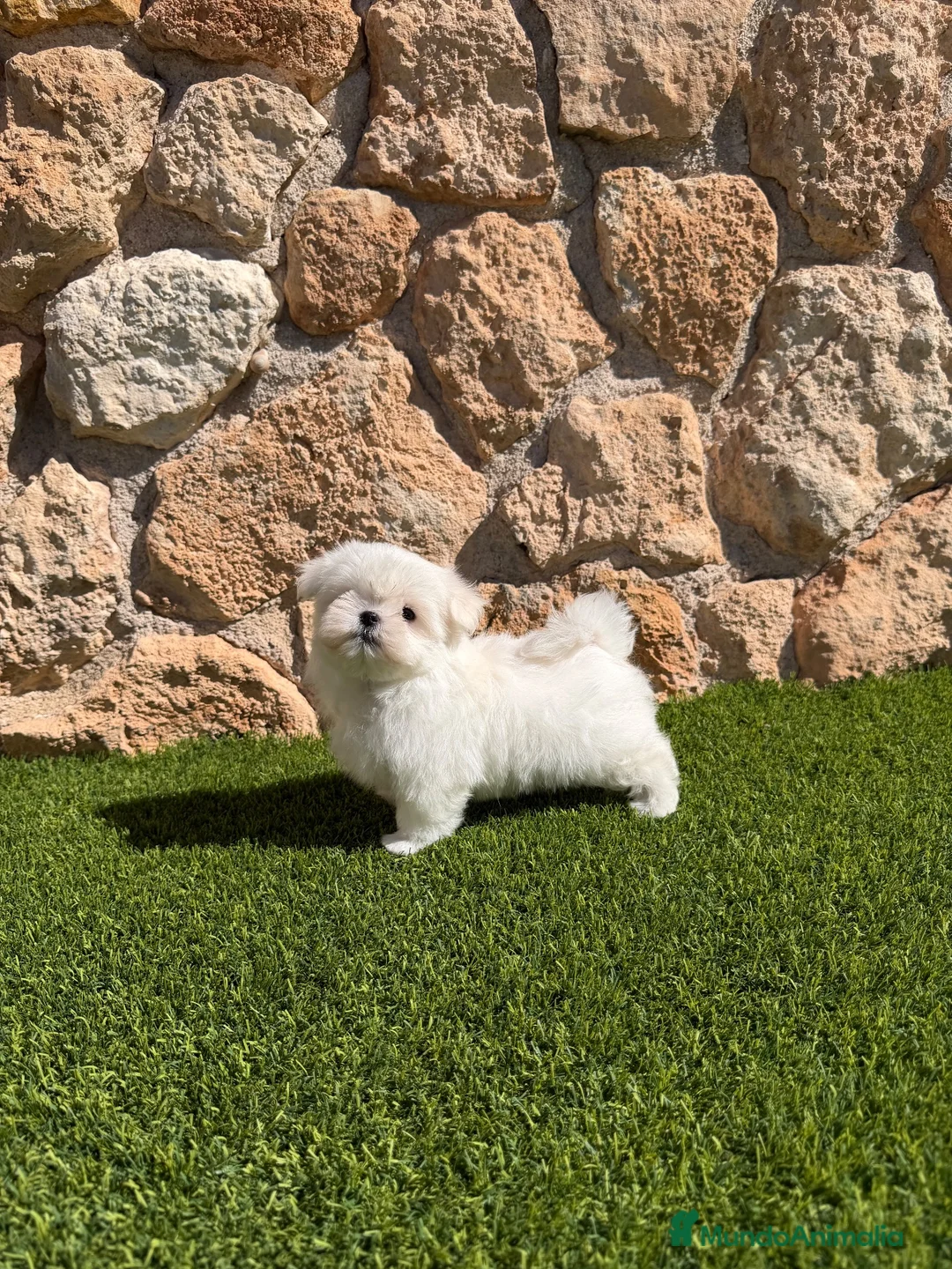 Bichón Maltés perros en venta: Excelentes bichon maltés coreano - Anuncio 5