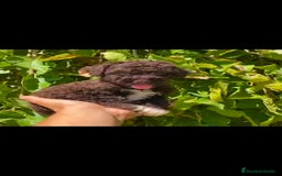 Perro de Agua Americano perros en venta: Perros de agua chocolate  - Imagen 3