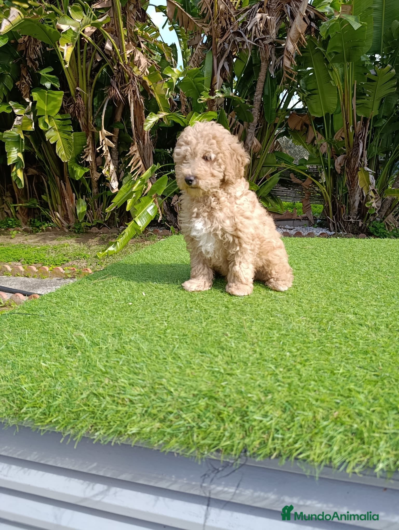 Raza Mixta perros CANICHE - Anuncio 5