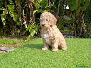 Raza Mixta perros CANICHE - Anuncio 5