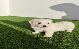 Bichón Maltés perros en venta: Bichon maltes toy - Imagen 2