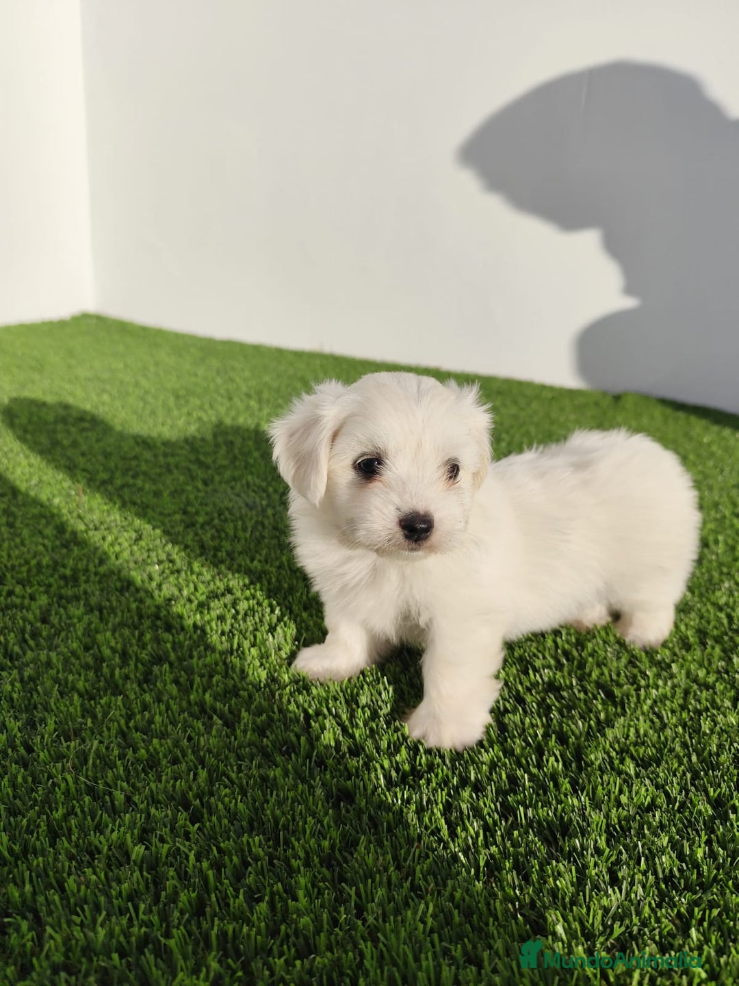 Bichón Maltés perros en venta: Bichon maltes toy - Imagen 2