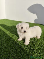Bichón Maltés perros - Anuncio 7