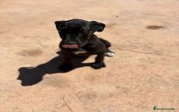 Dogo Alemán perros en venta: OPORTUNIDAD GRAN DANES HEMBRA - Imagen 5