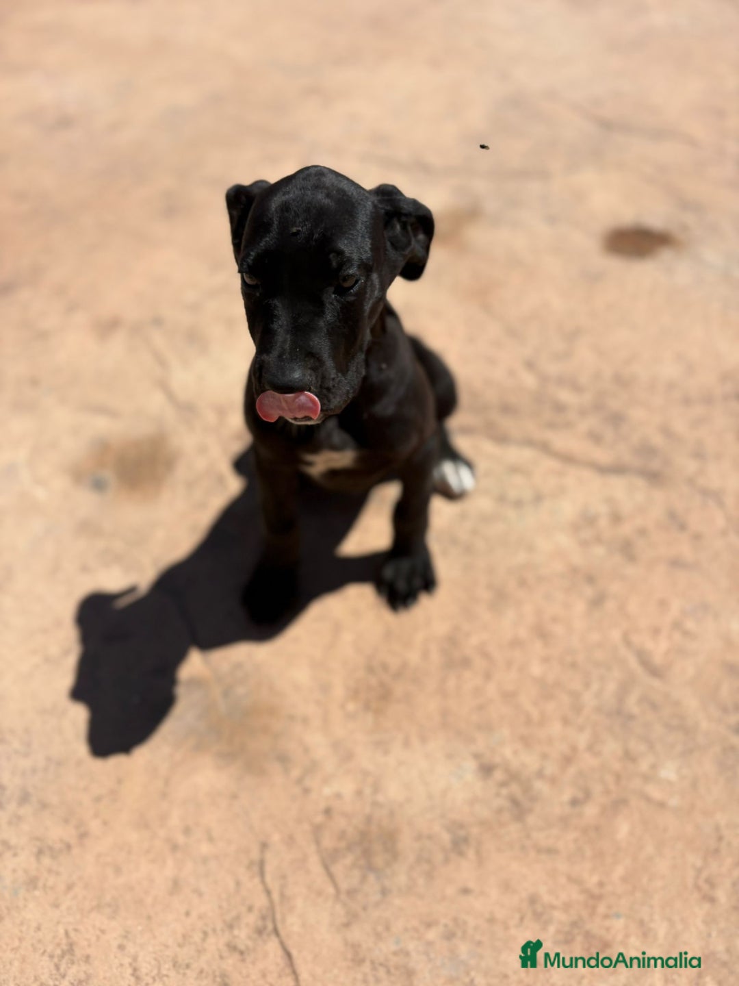 Dogo Alemán perros en venta: OPORTUNIDAD GRAN DANES HEMBRA - Imagen 5