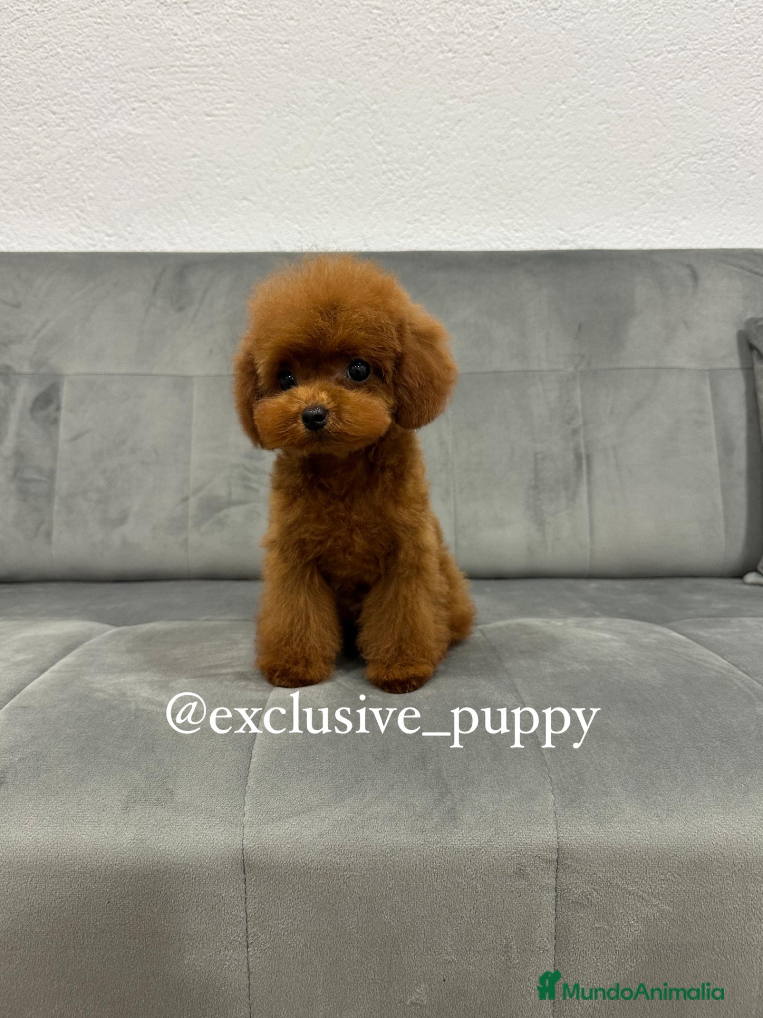 Caniche Toy perros en venta: ♥️ Caniche Asiático TeaCup 🔝 - Anuncio 1