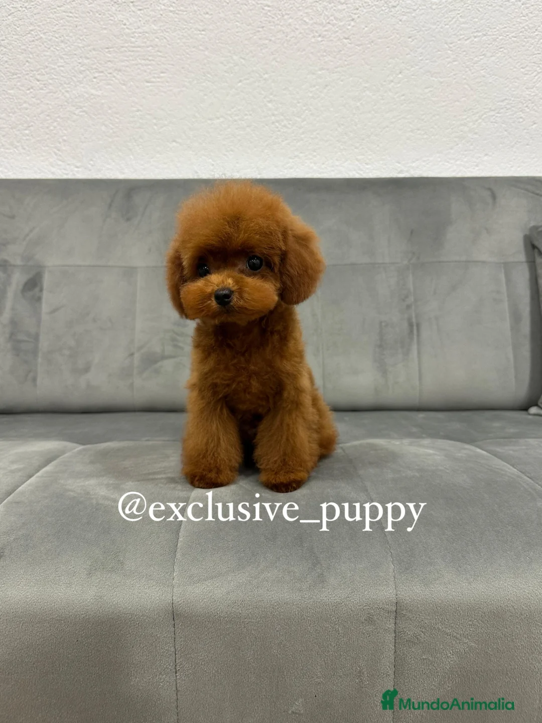Caniche Toy perros en venta: ♥️ Caniche Asiático TeaCup 🔝 - Anuncio 1