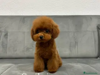 Caniche Toy perros en venta: ♥️ Caniche Asiático TeaCup 🔝 - Anuncio 1