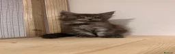 Maine Coon gatos en venta: Macho Maine Coon Black Smoke  - Anuncio 18
