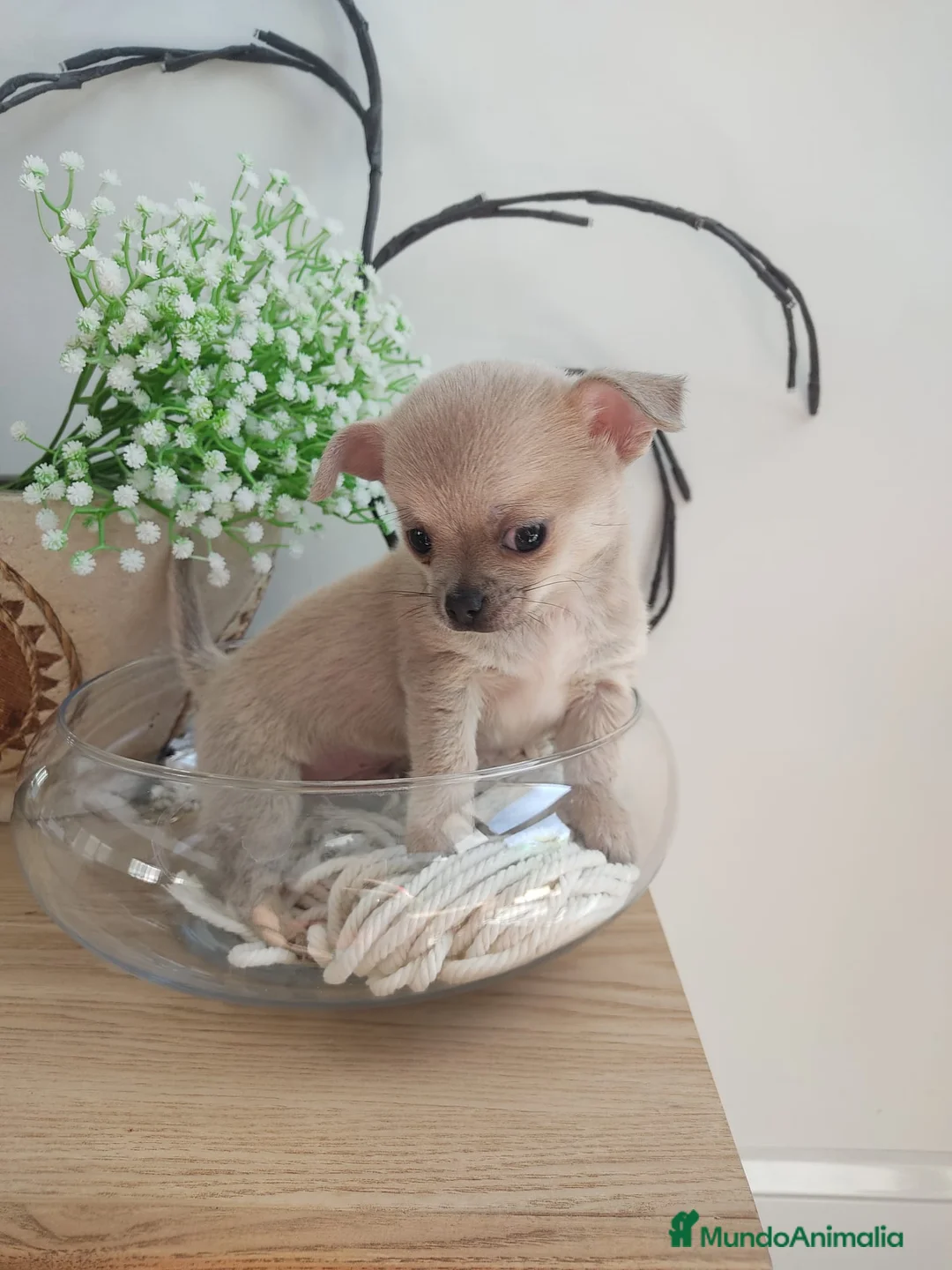 Chihuahua perros en venta: Chihuahua mini - Anuncio 2