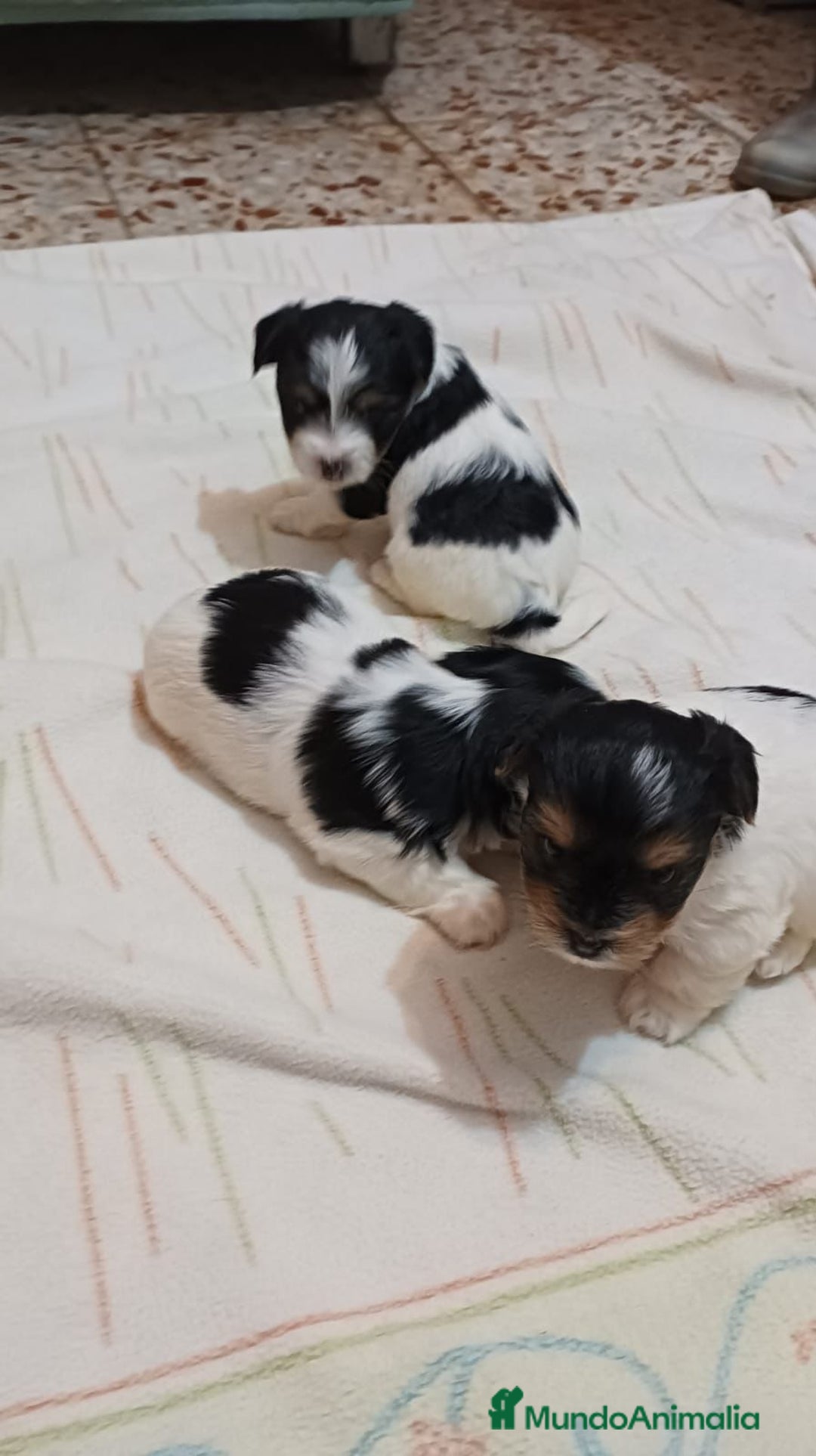 Biewer Yorkshire Terrier a la Pom Pon perros en venta: Yorkshire Biewer macho y hembra  - Anuncio 2