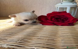 Chihuahua perros en venta: Chihuahuas cabeza manzana toy !! - Imagen 7